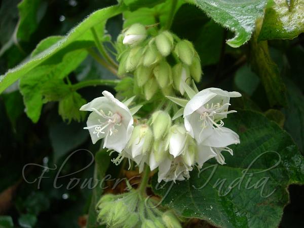 Silver Dombeya